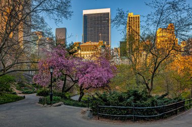 Central Park 'ta bahar, New York City' de, açık havada sabahın köründe.