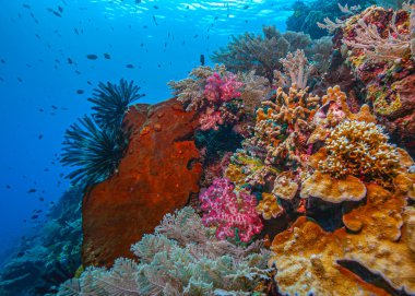 Güney Pasifik 'teki mercan resifi