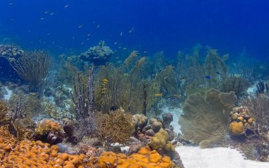 Yazın Bonaire adasının kıyısındaki Karayip mercan resifleri