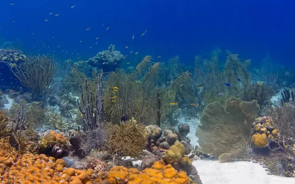 Yazın Bonaire adasının kıyısındaki Karayip mercan resifleri