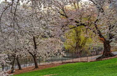 Central Park 'ta bahar, New York