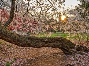 Central Park 'ta bahar, New York