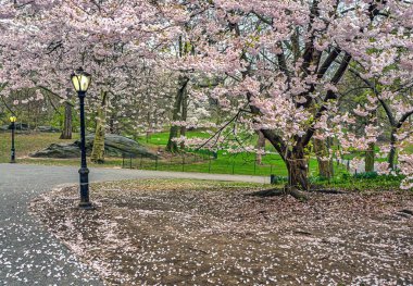 Central Park 'ta bahar, New York