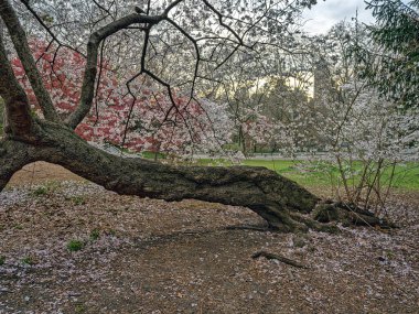 Central Park 'ta bahar, New York
