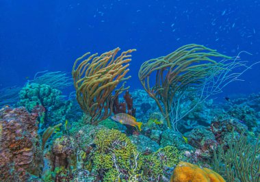 Yazın Bonaire adasının kıyısındaki Karayip mercan resifleri