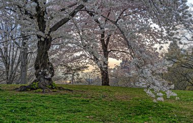 Central Park 'ta bahar, New York
