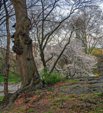 Central Park 'ta bahar, New York