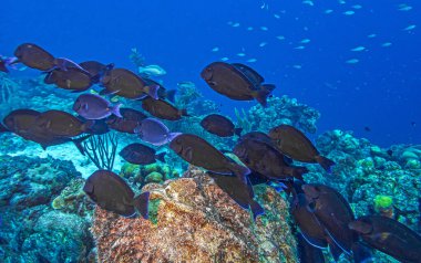 Bonaire adasının kıyısındaki Karayip mercan resifleri