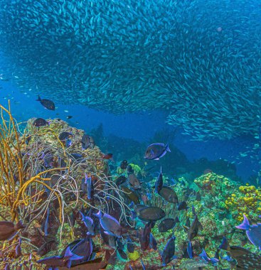 Bonaire adasının kıyısındaki Karayip mercan resifleri
