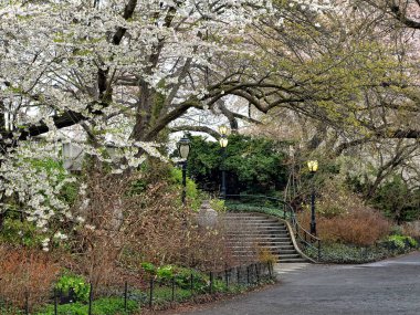 Central Park 'ta bahar, New York City' de, sabahın erken saatlerinde...