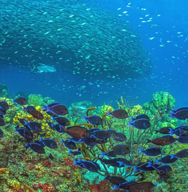 Bonaire adasının kıyısındaki Karayip mercan resifleri