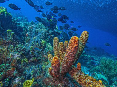 Bonaire adasının kıyısındaki Karayip mercan resifleri