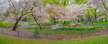 Central Park 'ta bahar, New York City' de, sabahın erken saatlerinde...