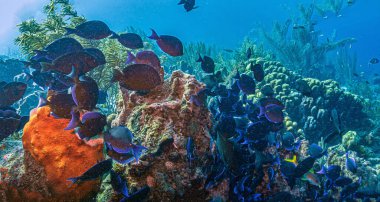 Bonaire adasının kıyısındaki Karayip mercan resifleri