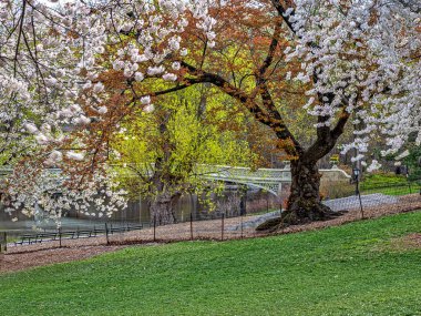 Pruva köprüsü, Central Park, New York