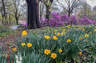Central Park 'ta bahar, New York