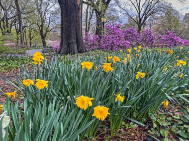 Central Park 'ta bahar, New York