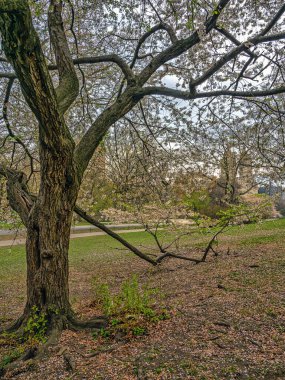 Central Park 'ta bahar, New York