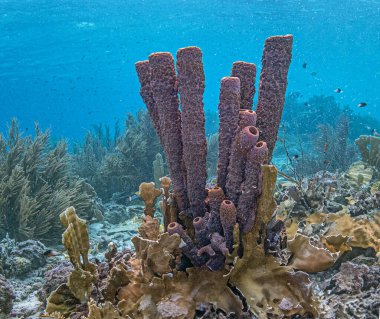 Bonaire adasının açığında sualtında.