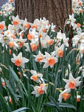 Narcissus, Amaryllidaceae familyasına ait bir bitki cinsidir. Nergis de dahil olmak üzere çeşitli yaygın isimler