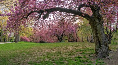 Central Park 'ta bahar, New York