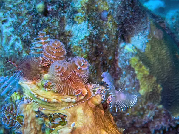 Karayip mercan resifi Karayip adası Bonaire 'nin kıyısında.