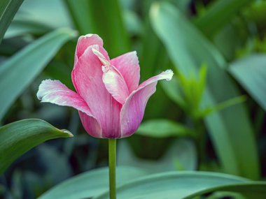 Laleler, Tulipa, bahar çiçekleri açan, uzun ömürlü bir bitkisel jeofit cinsidir. 