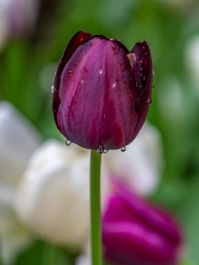 Laleler, Tulipa, bahar çiçekleri açan, uzun ömürlü bir bitkisel jeofit cinsidir. 
