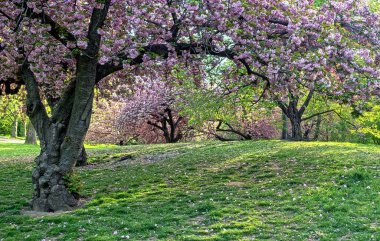 Central Park 'ta bahar, New York Şehri, çiçek açmış kiraz ağacı