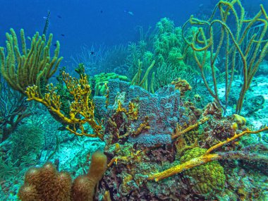 Karayip mercan resifi Karayip adası Bonaire 'nin kıyısında.