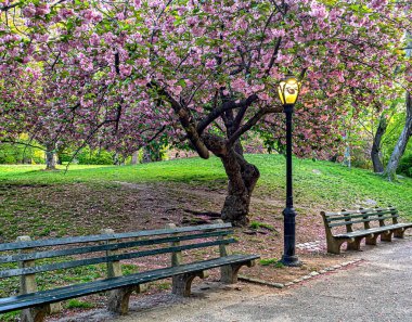 Central Park 'ta bahar, New York Şehri, çiçek açmış kiraz ağacı