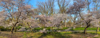 Central Park 'ta bahar, New York