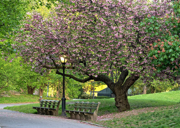 Весна в Центральном парке Нью-Йорка, цветущая вишня