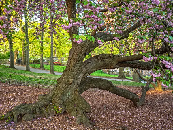Baharın başlarında New York Central Park 'ta çiçek açan Japon kiraz ağacı.