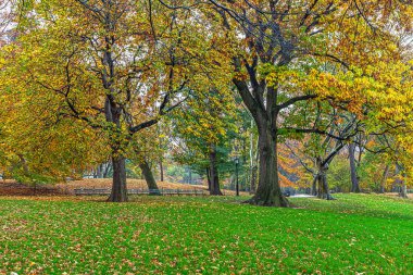 Central Park, New York Sonbaharda yağmurlu bir sabahta
