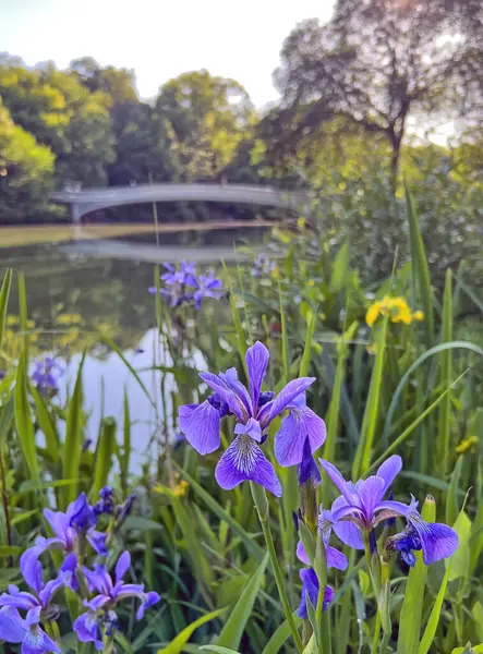 Pruva köprüsü, Central Park, New York