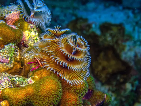 Spirobranchus giganteus, yaygın olarak Noel ağacı solucanları olarak bilinir, Serpulidae familyasından tüp solucanları üreten bir polichaete türüdür.. 