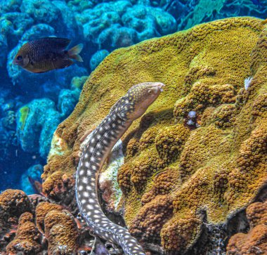 Myrichthys breviceps, keskin kuyruklu yılan balığı, Batı Atlantik 'te yaşayan bir balık türüdür..