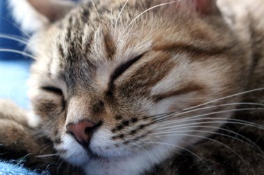 Küçük Avrupalı bir kedi