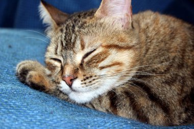 Küçük Avrupalı bir kedi