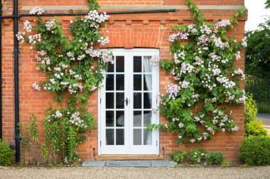 Pink climbing roses growing on a wall around French doors. Exterior of old English country house, UK clipart