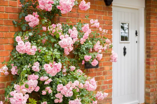 Розовая Роза Растущая Дома Англии Великобритания Кирпичной Стеной Входной Дверью — стоковое фото
