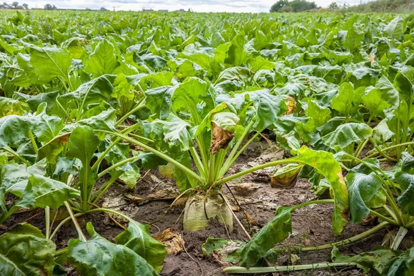 Сахарная Свекла Овощи Растущие Поле Сельхозугодий Йоркшире Великобритания — стоковое фото