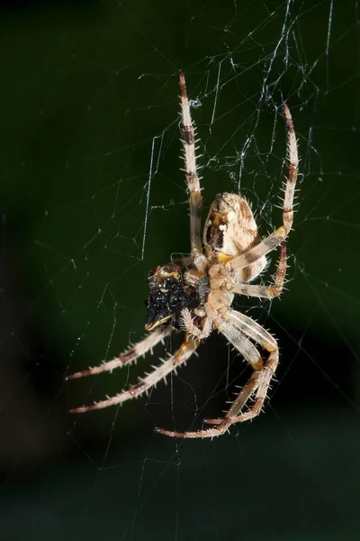 Ευρωπαϊκή Αράχνη Στον Κήπο Araneus Diadematus Που Τρώει Θήραμα Σφήκα — Φωτογραφία Αρχείου
