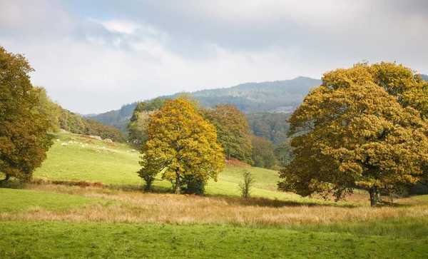 緑のフィールドと森林と英語の田舎 英国カンブリア州レイク地区 — ストック写真