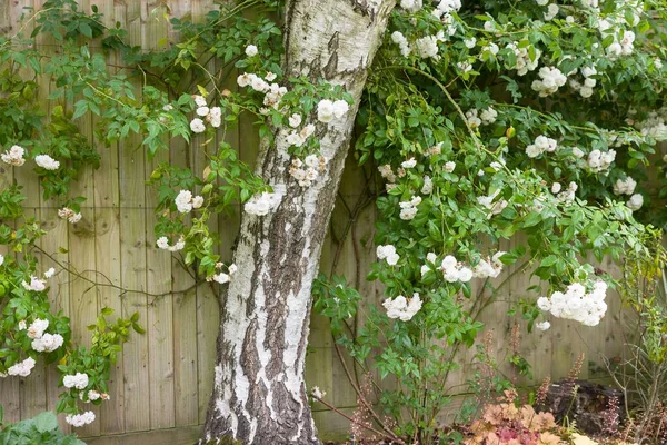 白い揺れるバラの茂みはフェンスに対して訓練され 英国の庭の花壇の銀の白樺の木の周りに成長しました — ストック写真