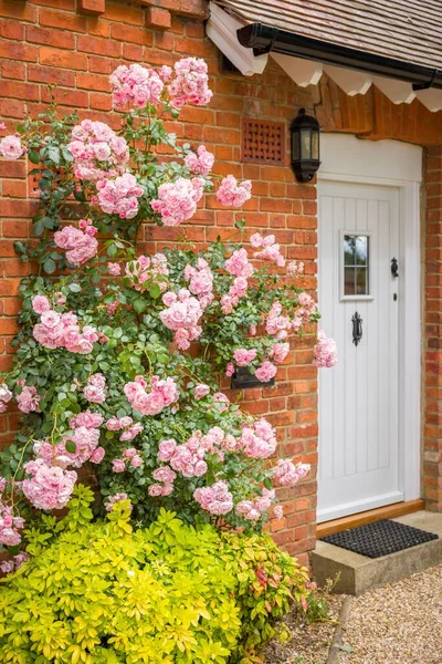 Σπίτι Εξωτερικό Ροζ Αναρρίχηση Τριαντάφυλλο Αυξάνεται Κατά Τούβλο Τοίχο Δίπλα — Φωτογραφία Αρχείου