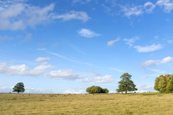 Buckinghamshire Egyesült Királyság Táj Tehenek Mezőn Kék Felhőkkel Fákkal Láthatáron — Stock Fotó