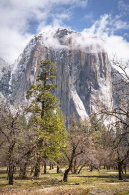 Yosemite Vadisi, El Capitan çayırı ve arka planda El Capitan var. Yosemite Ulusal Parkı