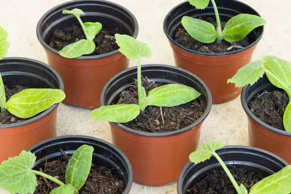 Genç kabak bitkileri (kabak) saksıda. İngiltere 'de sebze fideleri yetişiyor.